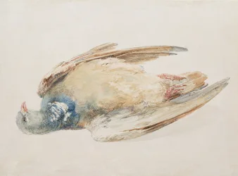 Piccione, da The Farnley Book of Birds, c.1816