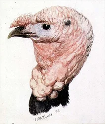 Tacchino, dal The Farnley Book of Birds