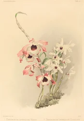 Dendrobium Hybridium Venus e Dendrobium Hybridium Cassiope