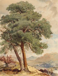 Pino scozzese, scena delle Highlands