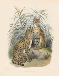 Servalo africano (Felis serval)