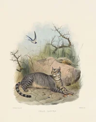 Gatto selvatico africano (Felis caffra)