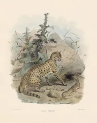 Gatto selvatico asiatico (Felis ornata)