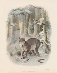 Lince canadese (Felis canadensis)