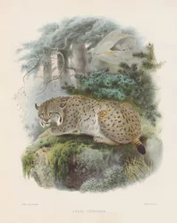 Lince eurasiatica (Felis cervaria)