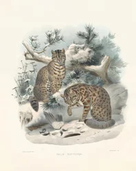 Lince eurasiatica (Felis euptilura)
