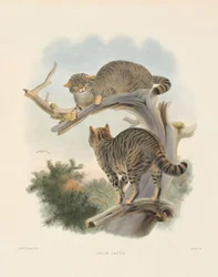 Gatto selvatico europeo (Felis catus)