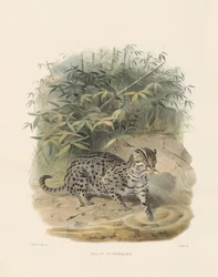 Gatto pescatore (Felis viverrina)