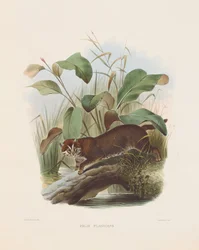 Gatto dalla testa piatta (Felis planiceps)