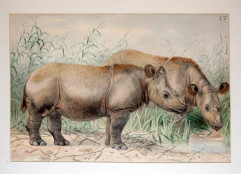 Rinoceronte dalle orecchie pelose