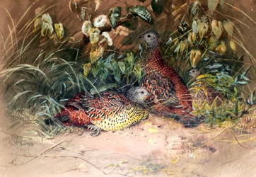 Galloperdix lunulata di Hardwicke, 1852-54