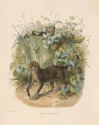 Jaguarundi (Felis jaguarondi)