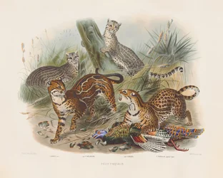 Leopardi e loro varianti (Felis pardalis)