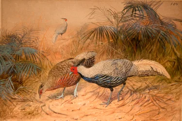 Kaleege lineato (Euplpcamus lineatus), c.1851-76 (acquerello e matita su carta)