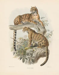Gatto marmorizzato (Felis diardi)