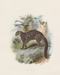 Gatto marmorizzato (Felis tristis)