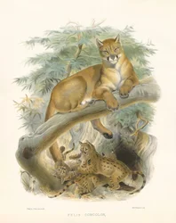 Leone di montagna o puma (Felis concolor)