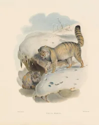 Gatto di Pallas (Felis manul)
