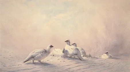 Pernice Bianca, Inverno, 1873