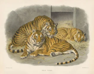 Tigre reale del Bengala (Felis tigris)
