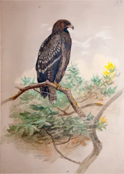 Aquila maculata (Aquila clanga), 1856-67