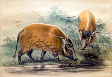 Il maiale del fiume rosso, 1865