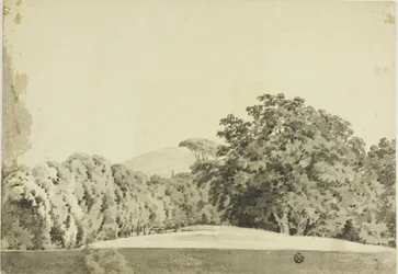 Paesaggio boschivo