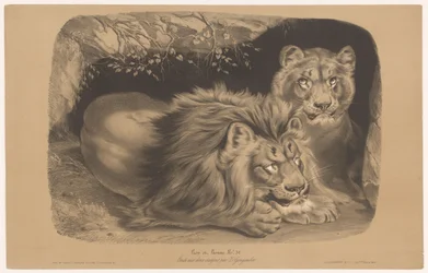 Leone e leonessa
