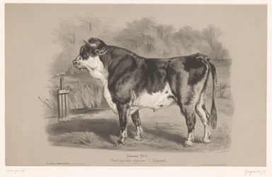 Toro in un prato