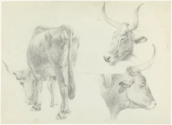 Tre studi di bovini italiani