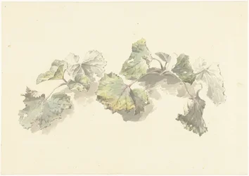 Studio di foglie
