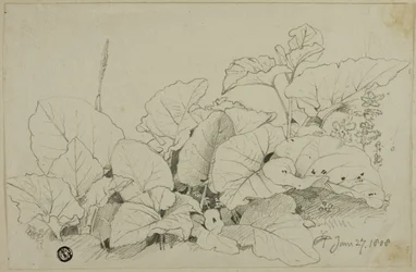 Gruppo di foglie e fiori