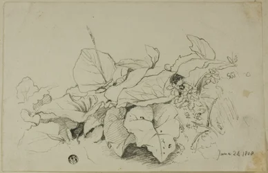 Gruppo di foglie e fiori