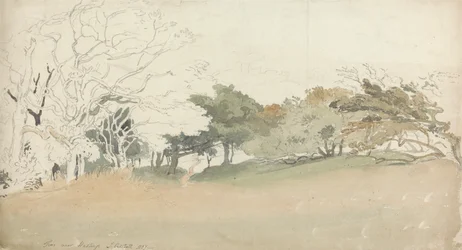 Alberi vicino a Hastings