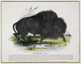 Il bisonte americano, illustrazione educativa pub. dalla Society for Promoting Christian Knowledge