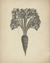 Disegno botanico di una carota