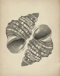 Conchiglie a spirale dettagliate