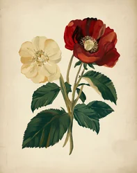 Eleganti fiori rossi e gialli