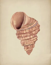 Studio sulle conchiglie a spirale