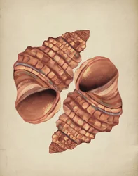 Due conchiglie