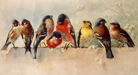 Uccelli