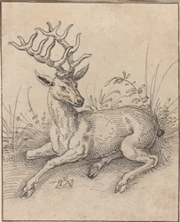 Il Cervo