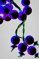 Perline di preghiera viola, dalla serie Misbaha, 2016 (fotografia)