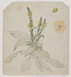 Verbasco in fiore