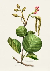Studio botanico sull