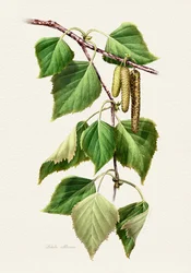 Foglie di betulla e amenti