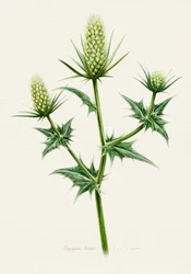 Cardo marino (nome botanico)