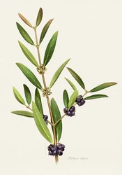 Elegante ramo di bacche