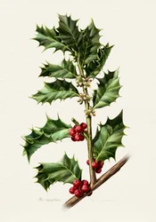 Bacche di agrifoglio natalizie