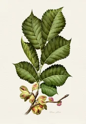 Studio botanico sull